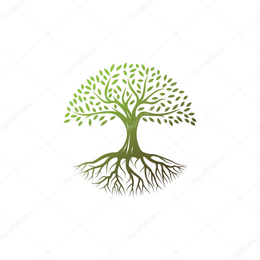 Tree logo design vector template.tree with root icon in circle shape