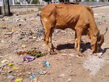 Kirlenmiş Hintli inek