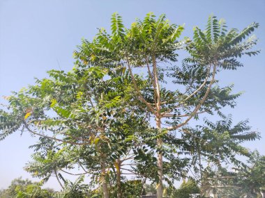 Ağaç arkaplan doğa gujarat