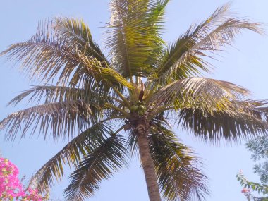 Ağaç arkaplanı ve doğa