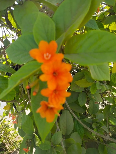 Kwiat Natura Gujarat — Zdjęcie stockowe