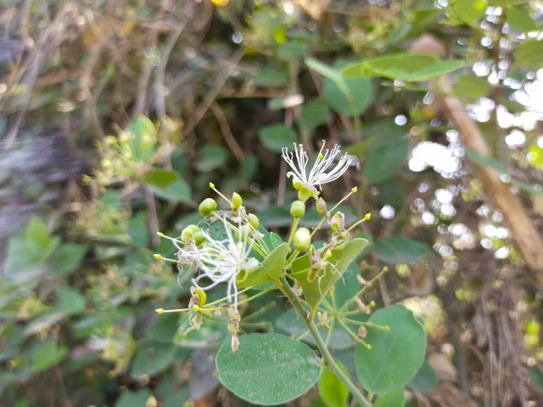 Flower Nature Vadodara — Stock Photo, Image