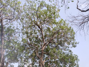 Ağaç ve yiyecek geçmişi