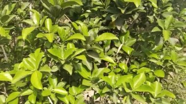 Yaprak ve ağaç arkaplanı