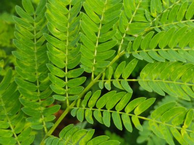 Yaprak ve ağaç doğası