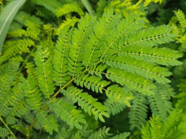 Yaprak ve ağaç doğası