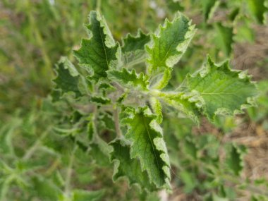 Yaprak ve ağaç doğası