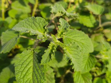 Yaprak ve ağaç doğası