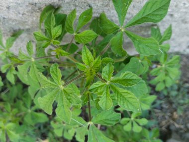 Yaprak ve ağaç doğası