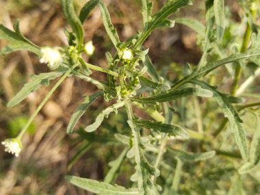 Yaprak ve ağaç doğası