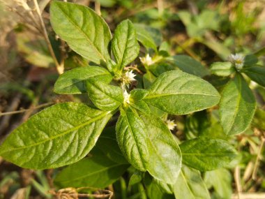 Yaprak ve ağaç doğası