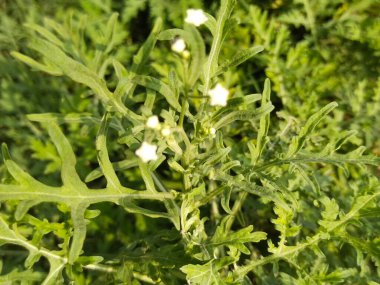 Yaprak ve ağaç doğası