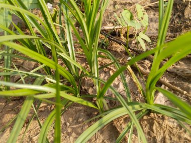 Yaprak ve ağaç doğası