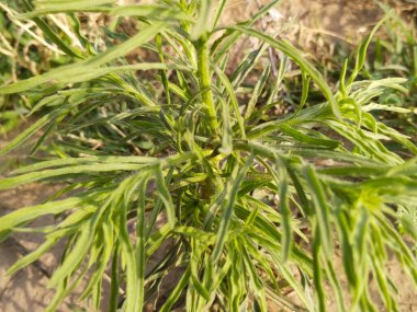 Yaprak ve ağaç doğası