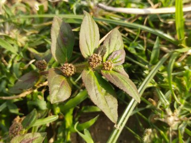 Yaprak ve ağaç doğası