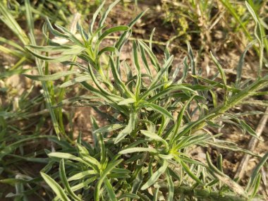 Yaprak ve ağaç doğası