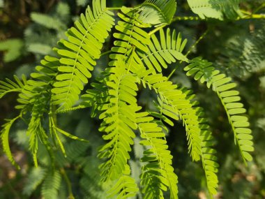 Yaprak ve ağaç doğası