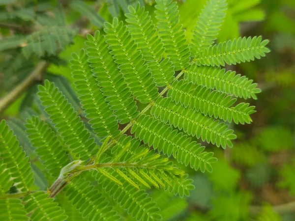 Leaf Tree Nature Background — Stock Photo, Image