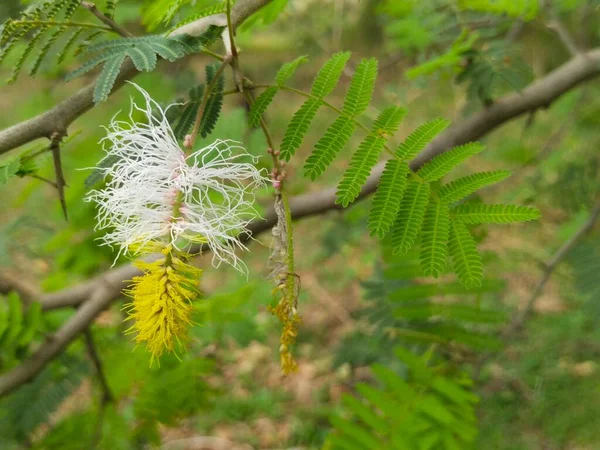 Liść Drzewo Natura Tło — Zdjęcie stockowe