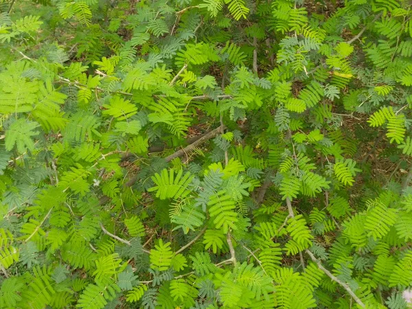 Liść Drzewo Natura Tło — Zdjęcie stockowe
