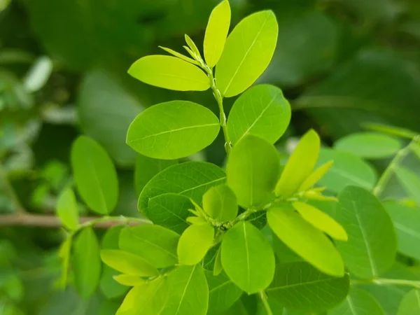 Liść Drzewo Natura Tło — Zdjęcie stockowe