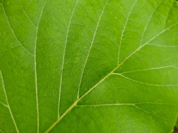 Blatt Und Baum Natur Hintergrund — Stockfoto