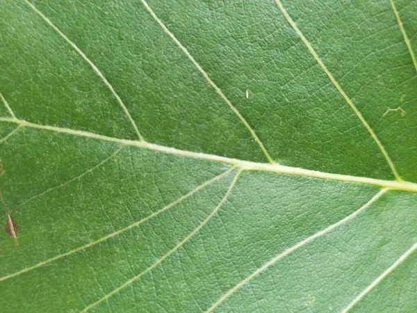 Hoja Árbol Naturaleza Fondo — Foto de Stock