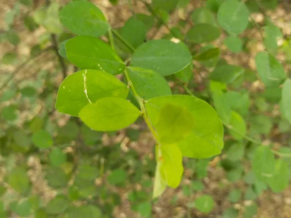 Liść Drzewo Natura Tło — Zdjęcie stockowe