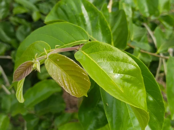 Leaf Tree Nature Background — Stock Photo, Image