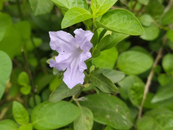 Liść Drzewo Natura Tło — Zdjęcie stockowe