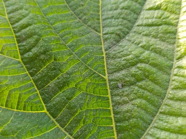 Liść Drzewo Natura Tło — Zdjęcie stockowe