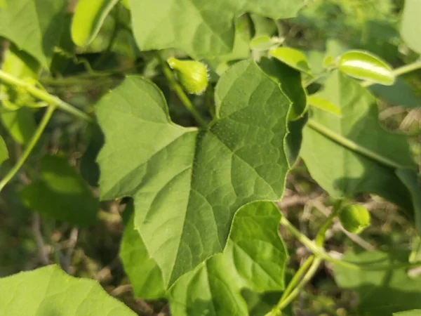 Blad Och Träd Natur Bakgrund — Stockfoto