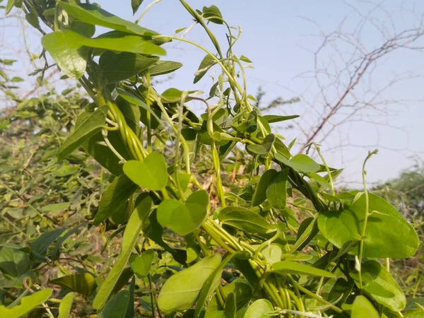 Latar Belakang Daun Dan Pohon Alam — Stok Foto