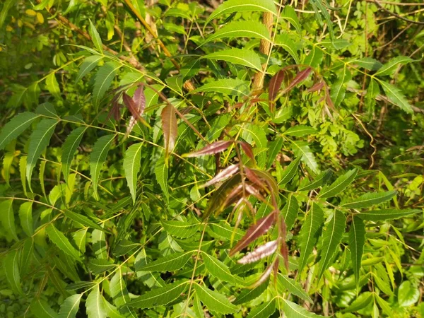 Hoja Árbol Naturaleza Fondo — Foto de Stock