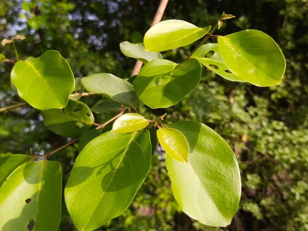 Liść Drzewo Natura Tło — Zdjęcie stockowe