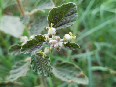 Güzel çiçekler ve doğa