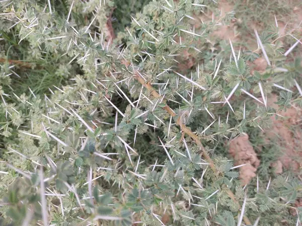 Hoja Árbol Naturaleza Fondo — Foto de Stock