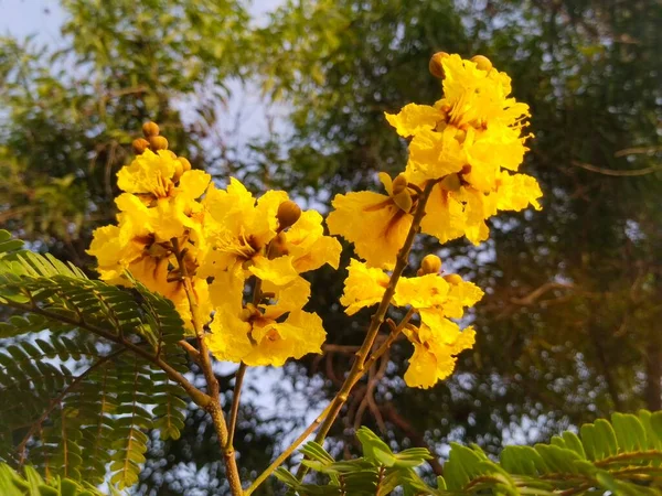 Kauniita Kukkia Luontoa — kuvapankkivalokuva