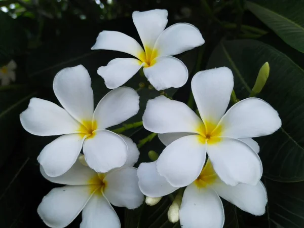 Piękne Kwiaty Natura — Zdjęcie stockowe
