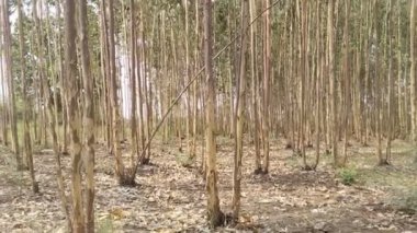 Ağaç ormanı ve doğa geçmişi