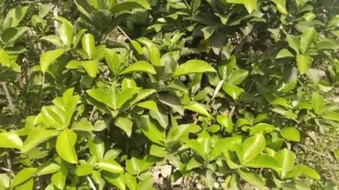 Yaprak ve doğa arkaplanı