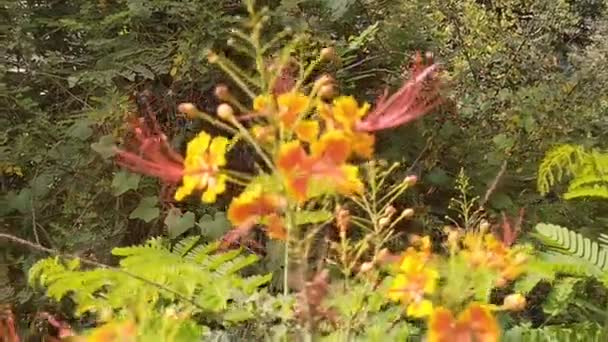 Φόντο Λουλουδιών Και Φύσης — Αρχείο Βίντεο