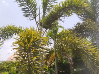 Yaprak ve ağaç doğası