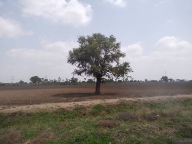 Yaprak ve ağaç doğası