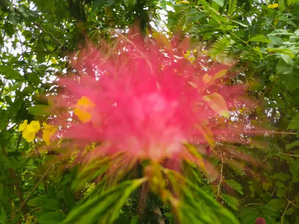 Kukka Lehti Puu Luonto Tausta — kuvapankkivalokuva