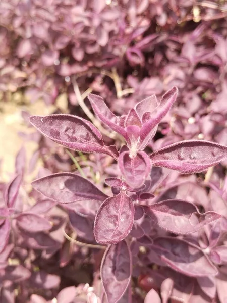 Fleur Feuille Arbre Nature Fond — Photo