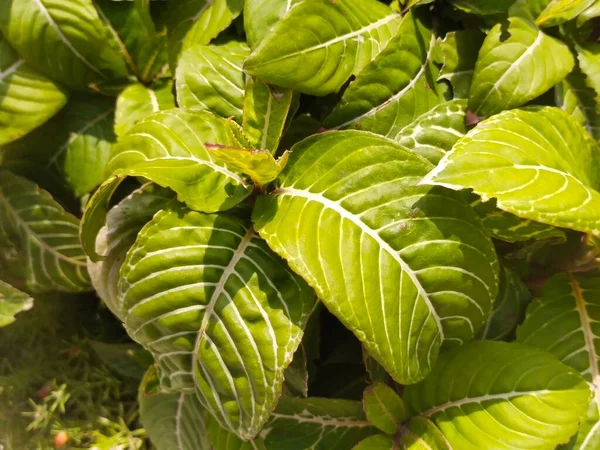 Hoja Árbol Naturaleza Fondo —  Fotos de Stock