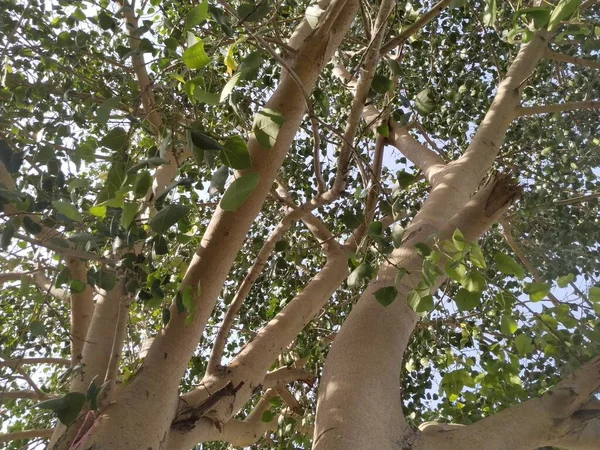 Hoja Árbol Naturaleza Fondo — Foto de Stock