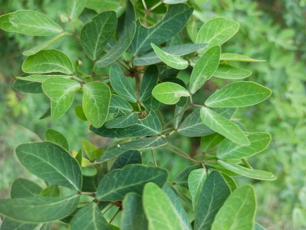 Hoja Árbol Naturaleza Fondo —  Fotos de Stock