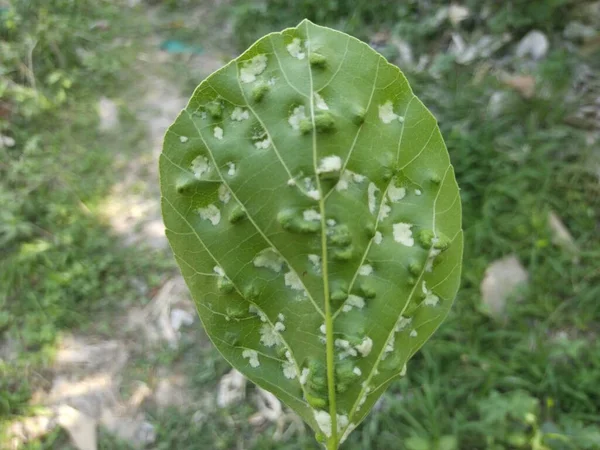 Hoja Árbol Naturaleza Fondo — Foto de Stock